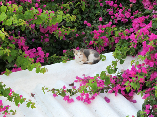 Parikia, sur l'île de Paros, septembre 2011.