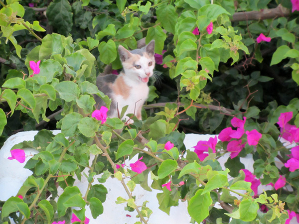 Au pays des 10 millions de chats, Paros, septembre 2011.