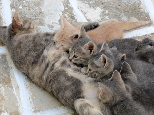 Au pays des 10 millions de chats, Paros, septembre 2011.