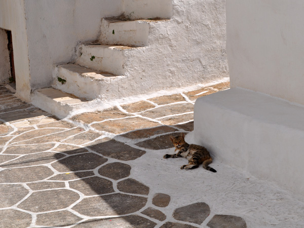 Au pays des 10 millions de chats, Paros, septembre 2011.