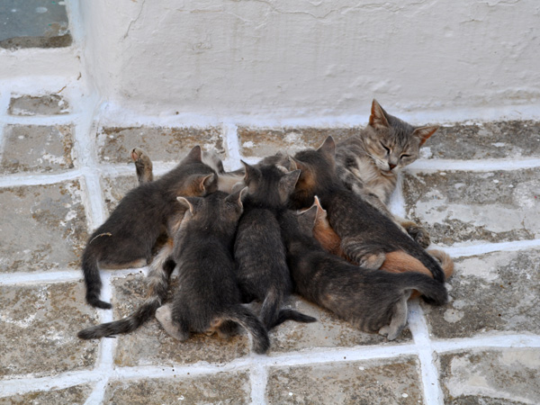 Au pays des 10 millions de chats, Paros, septembre 2011.