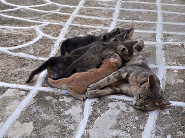 Au pays des 10 millions de chats, Paros, septembre 2011.