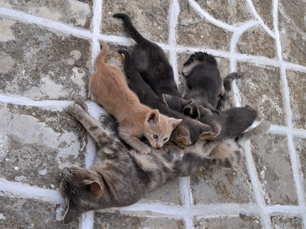 Au pays des 10 millions de chats, Paros, septembre 2011.