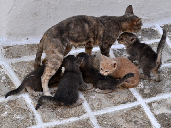 Au pays des 10 millions de chats, Paros, septembre 2011.