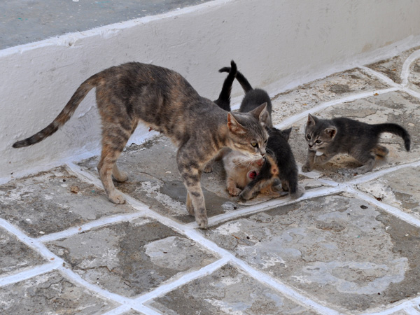 Au pays des 10 millions de chats, Paros, septembre 2011.