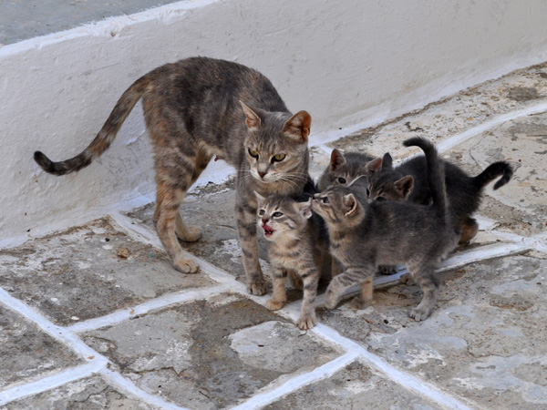 Au pays des 10 millions de chats, Paros, septembre 2011.