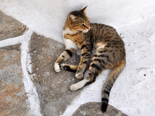 Au pays des 10 millions de chats, Paros, septembre 2011.