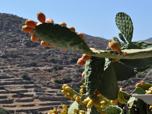 Aspects de Sifnos, une île peu connue des Cyclades, dont la gastronomie est très réputée. Septembre 2011.