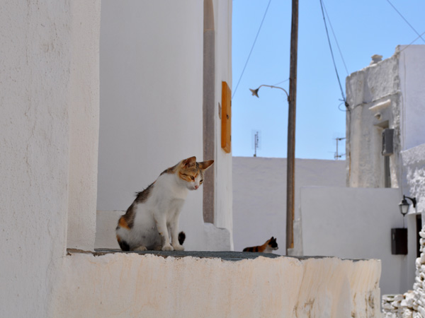 Aspects de Sifnos, une île peu connue des Cyclades, dont la gastronomie est très réputée. Septembre 2011.