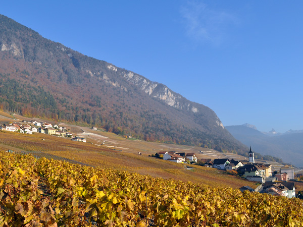 Couleurs d'arrière-automne du côté d'Yvorne, dans le Chablais vaudois, novembre 2011.