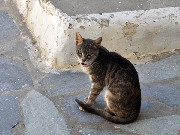 Chora, Naxos, septembre 2013.