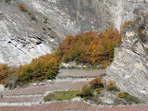 Paysage d'automne près de Chamoson, au Valais.