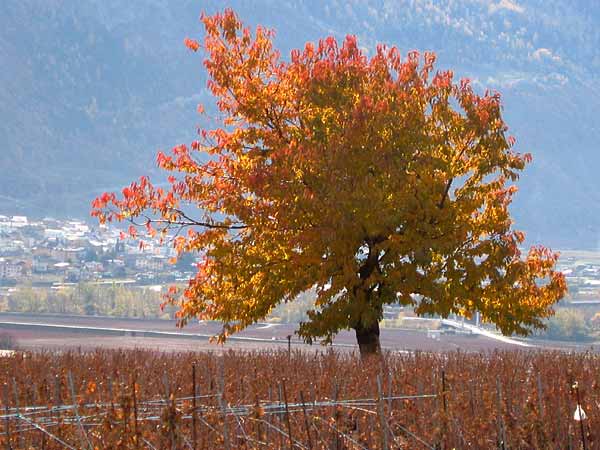 Paysage d'automne près de Chamoson, au Valais.